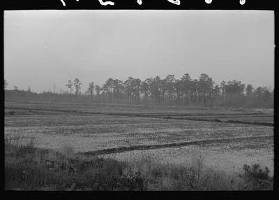 Photograph from New Jersey: Cranberry bog, southern New Jersey