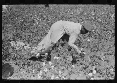 Photograph from Arkansas: Picking cotton near Lehi, Arkansas
