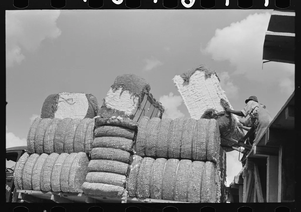 Cotton, Lehi, Arkansas, 1938