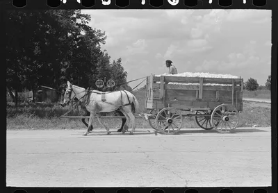 Hauling cotton to gin, Lehi, Arkansas, 1938