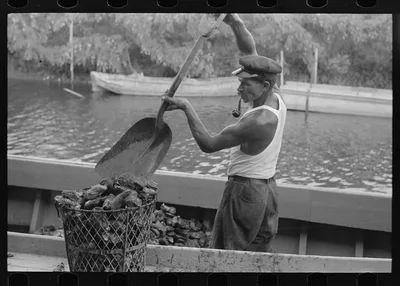 Unloading oysters from boat, Olga, Louisiana, 1938