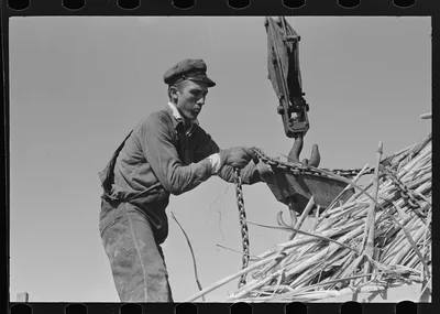 Loading sugarcane, Louisiana, 1938