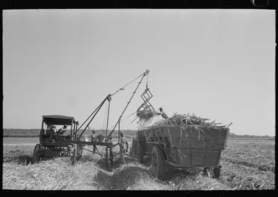 Loading sugarcane, Louisiana, 1938