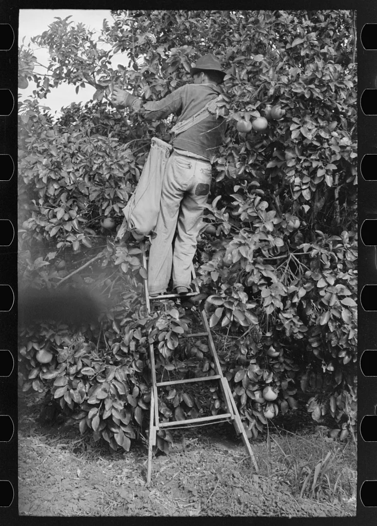 Picking grapefruit near Weslaco, Texas, 1939