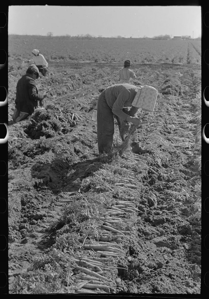 Bunching carrots, Edinburg, Texas, 1939