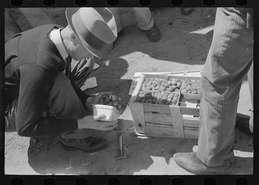 Federal inspection of strawberries, Hammond, Louisiana, 1939