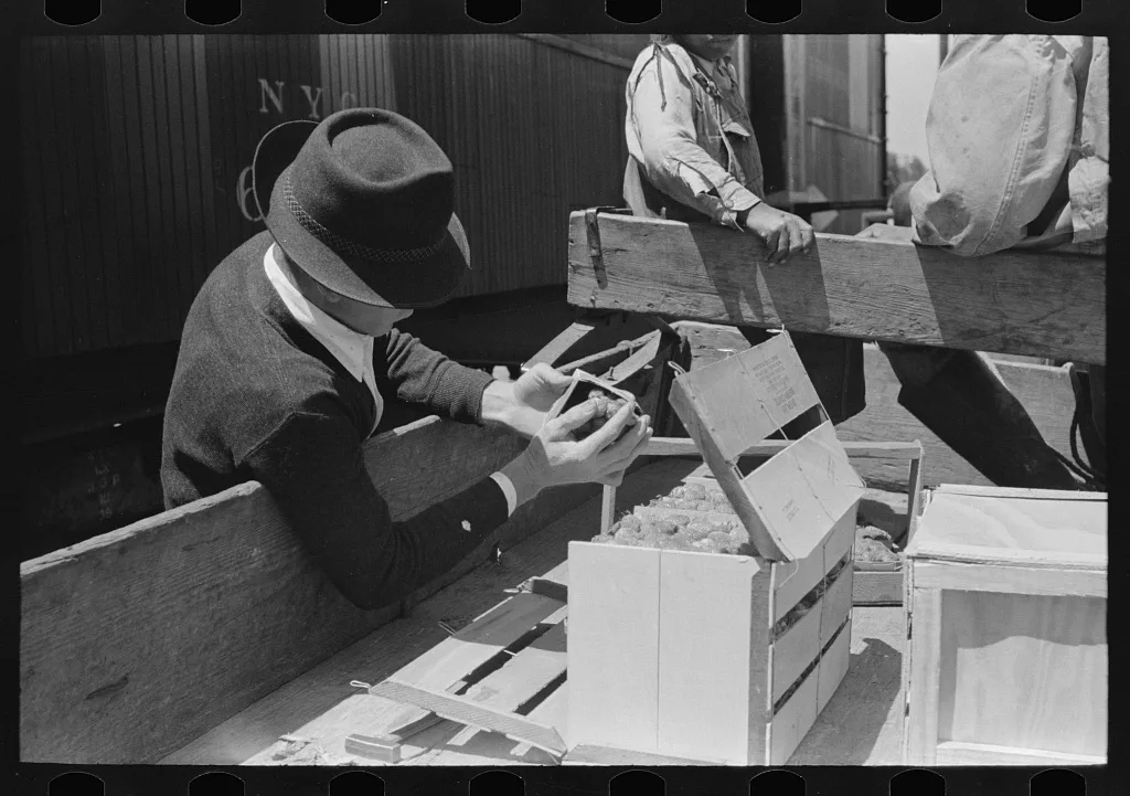 Federal inspection of strawberries, Hammond, Louisiana, 1939