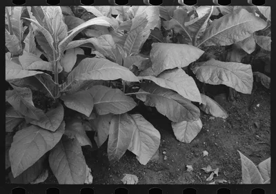 Photograph from Connecticut: Tobacco near Berlin, Connecticut