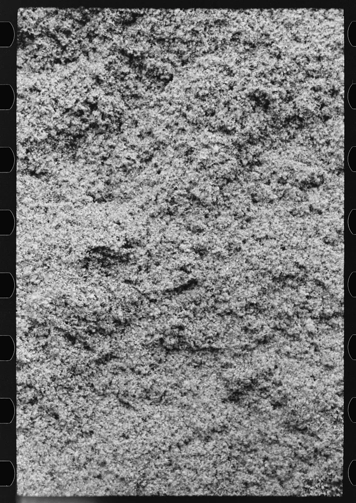 Cotton seed hulls, Waco, Texas, 1939