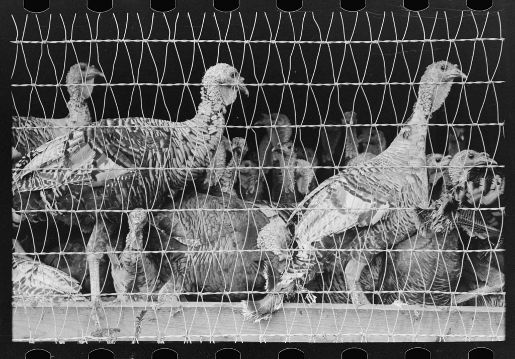 Turkeys in pen, poultry cooperative, Brownwood, Texas, 1939