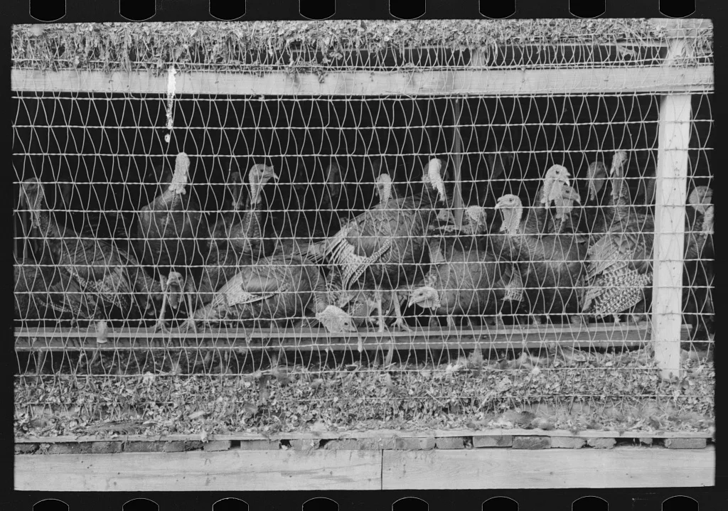 Turkeys in pen, poultry cooperative, Brownwood, Texas, 1939