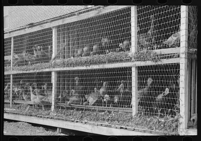 Turkeys in pen, poultry cooperative, Brownwood, Texas, 1939