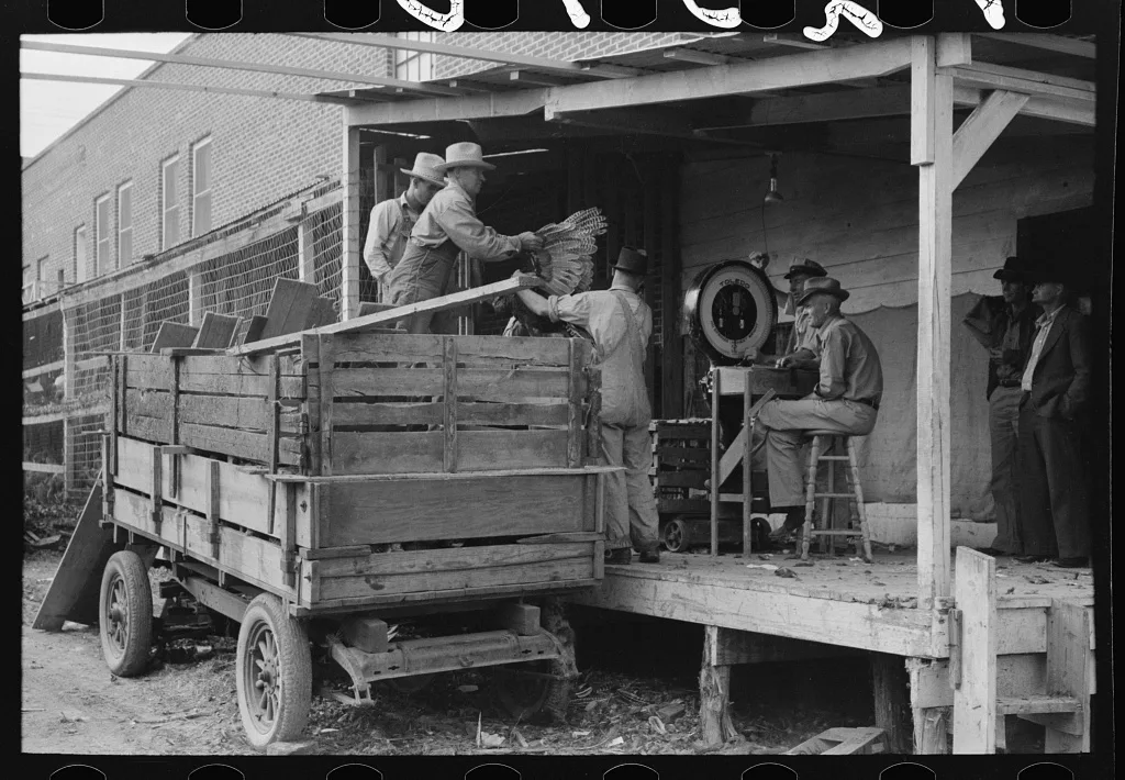 Unloading turkeys at poultry cooperative, Brownwood, Texas, 1939