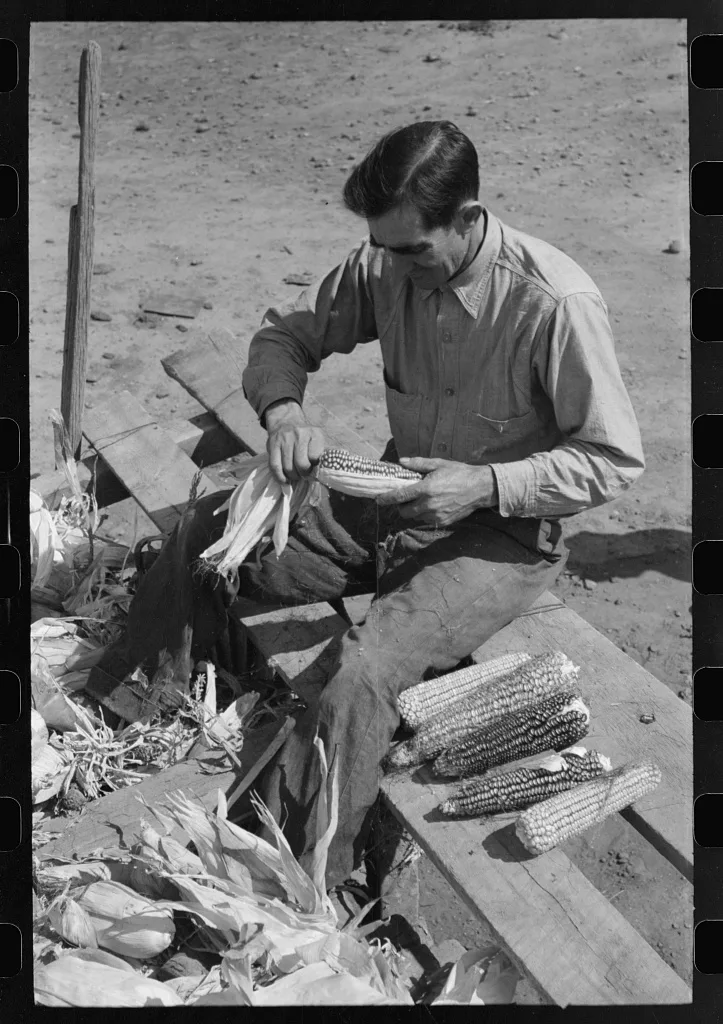 Farmer of Spanish extraction husking corn, Concho, Arizona, 1940
