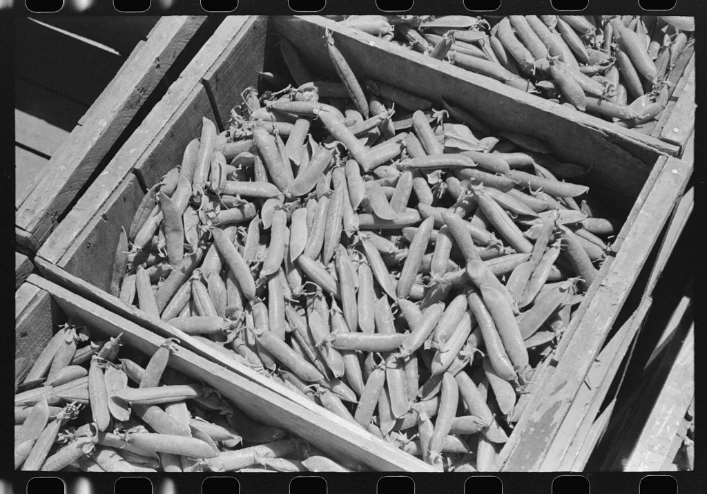 Green peas in crate. Nampa, Idaho, 1941
