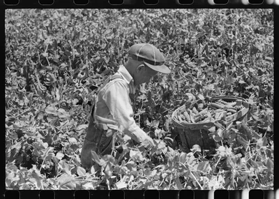 Picking peas, labor contractor's crew. Nampa, Idaho, 1941
