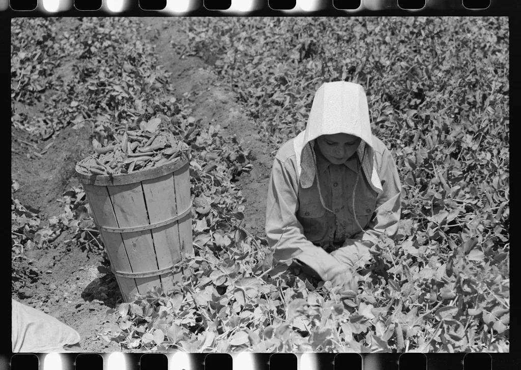 Picking peas, labor contractor's crew. Nampa, Idaho, 1941