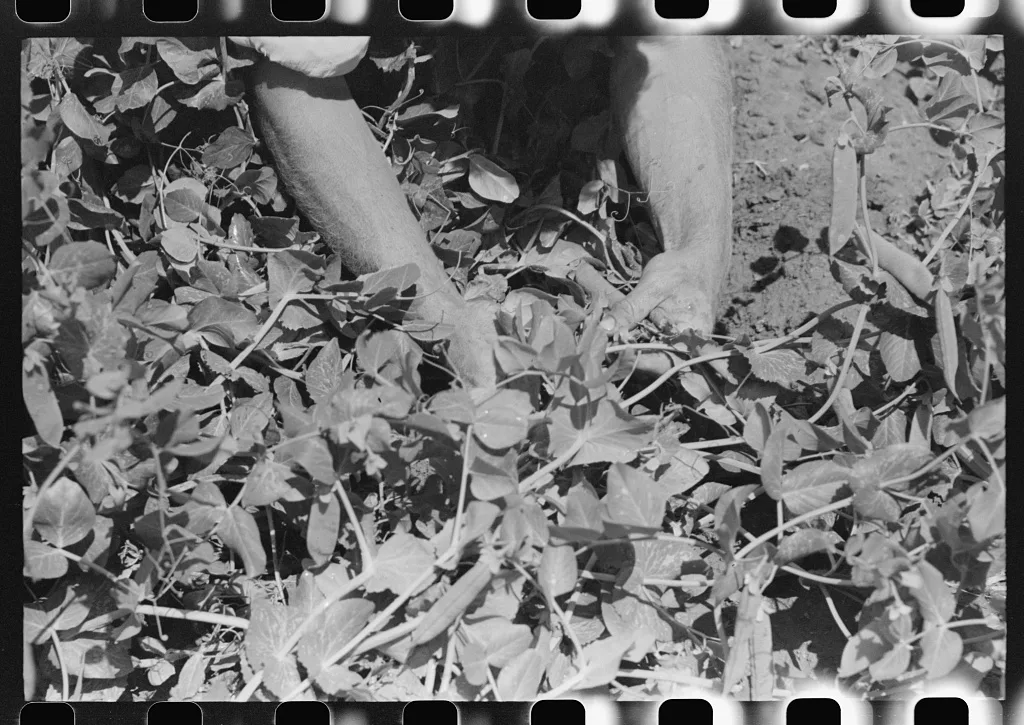 Detail picking peas. Nampa, Idaho, 1941