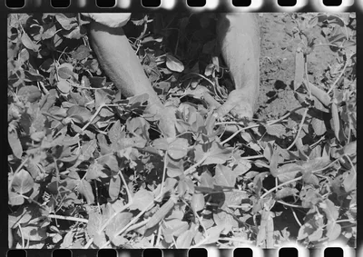 Detail picking peas. Nampa, Idaho, 1941