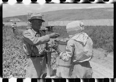 Labor contractor's crew picking peas. Nampa, Idaho, 1941