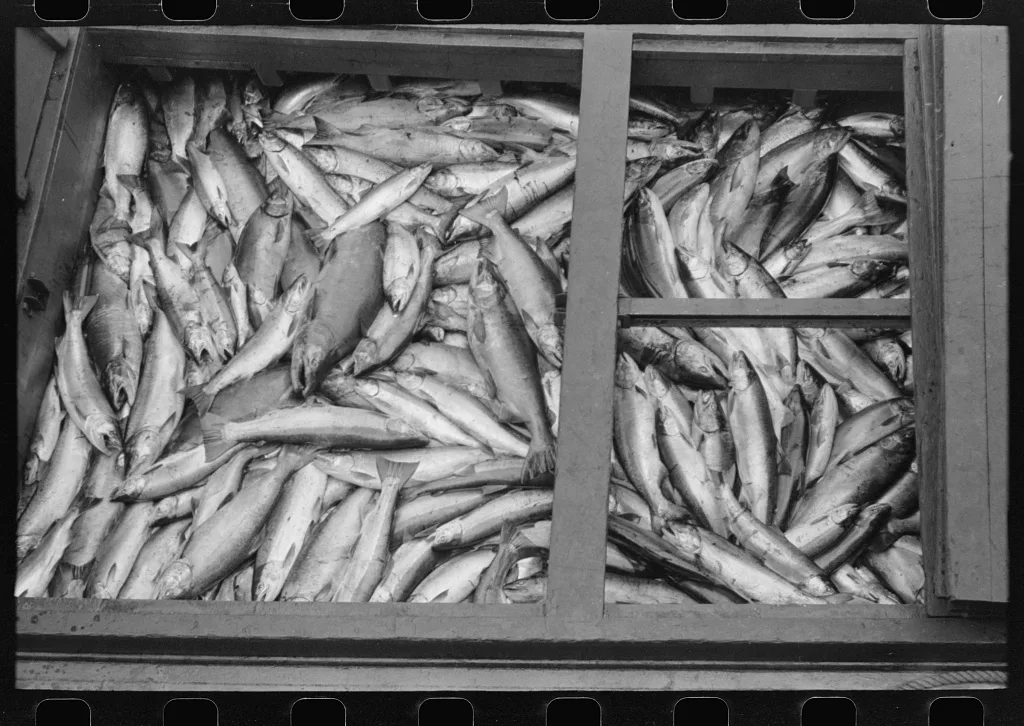 Salmon, Astoria, Oregon, 1941