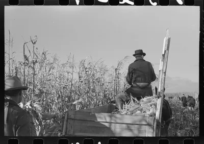 Wagon of corn at cornhusking contest, Ontario, Oregon, 1941