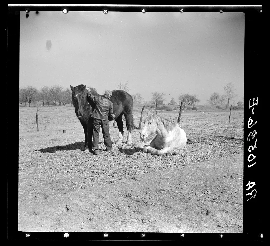 Erasty Emrich, tenant farmer near Battle Ground, Indiana, currying…, 1937