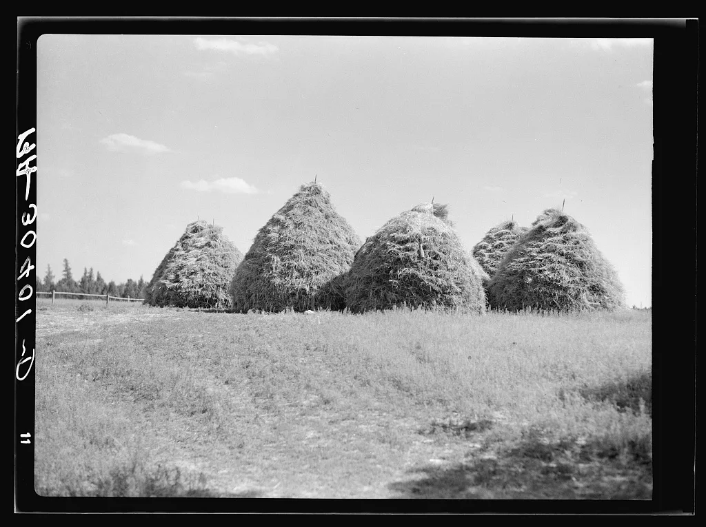 Method of stacking hay. Northcentral Minnesota, 1937