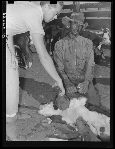 Innoculating a calf for blackleg. Cattle ranch near Marfa, Texas, 1939
