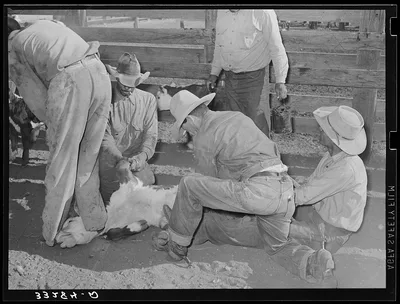 Branding scene on cattle ranch near Marfa, Texas, 1939