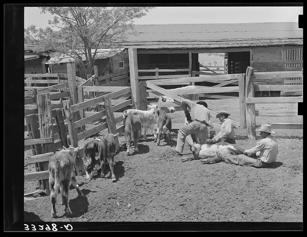 Calf branding scene on "Walking X" Ranch near Marfa, Texas, 1939