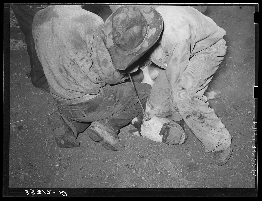 Burning out horns of calf. Cattle ranch near Marfa, Texas, 1939