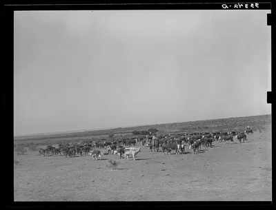 Roundup of cattle on SMS Ranch near Spur, Texas, 1939