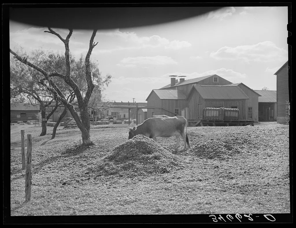 Cotton gin yard with cow eating cotton seed hulls. West, Texas, 1939