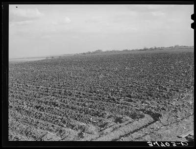 Cornfield freshly plowed in the fall. McLennan County, Texas, 1939