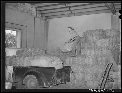 Loading truck with hay at feed store. Brownwood, Texas, 1939