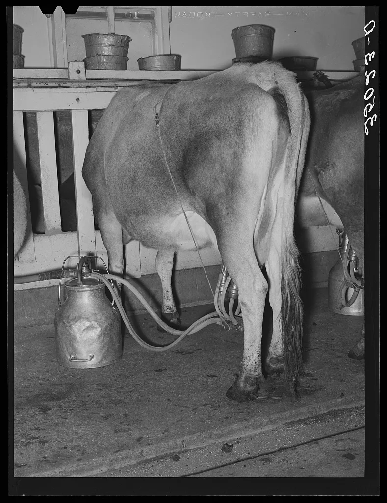 Cow being milked by vacuum milker. Dairy, Tom Green County, Texas, 1939