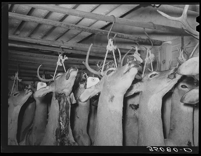 Heads of deer shot by hunters. Mason, Texas, 1939