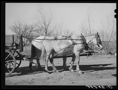 Mules. Creek County, Oklahoma, 1940