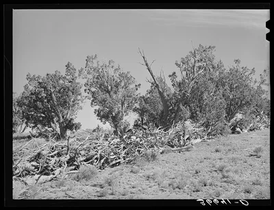 Fence made of dead trees and brush. Pie Town, New Mexico, 1940