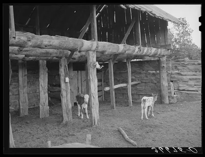 Calves in the slab barn of homesteader. Pie Town, New Mexico, 1940