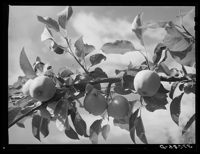 [Untitled photo, possibly related to: Apples are one of the main…, New Mexico, 1940