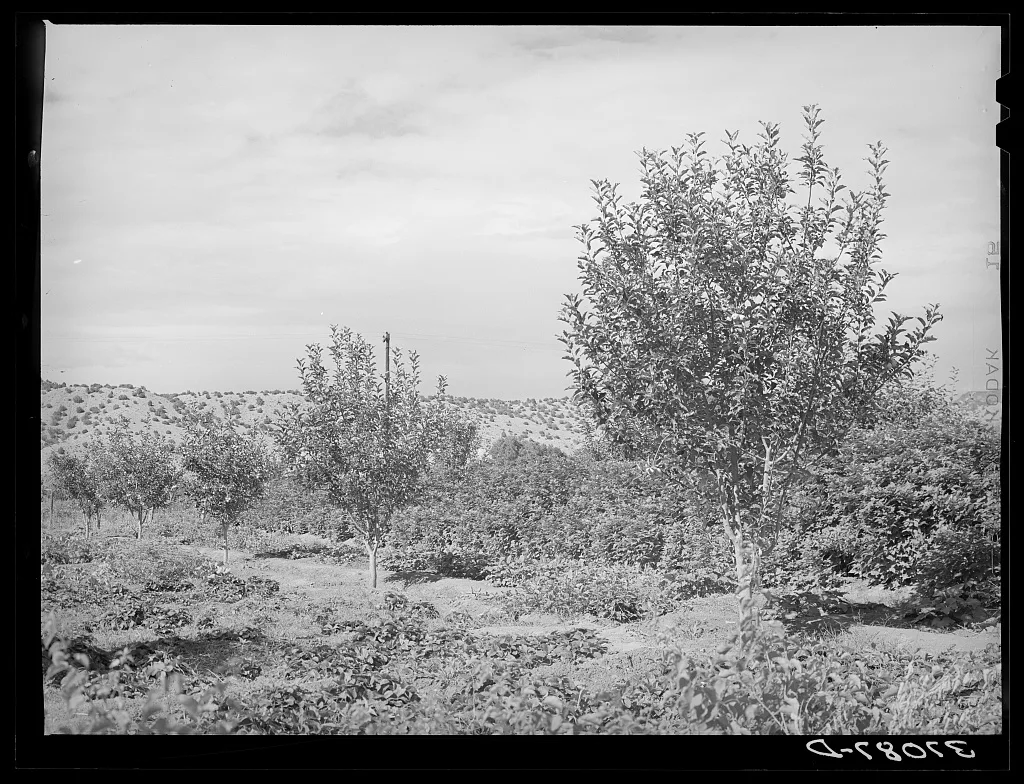 Orchard. Dixon, New Mexico, 1940