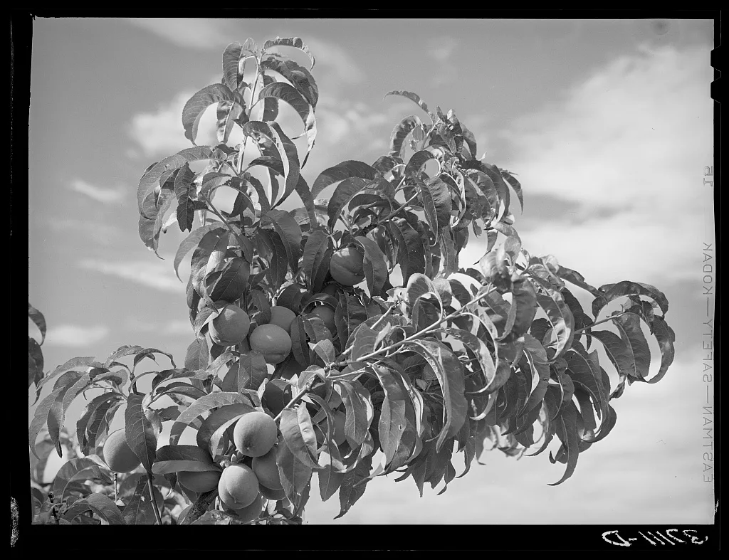 Peaches are grown at Dixon, New Mexico, 1940