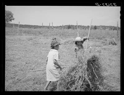 Young Spanish-American girls pitching hay. Chamisal, New Mexico, 1940
