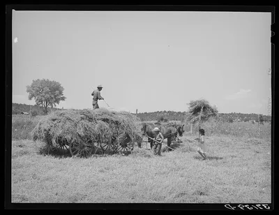 Pitching hay on Spanish-American farm. Chamisal, New Mexico, 1940