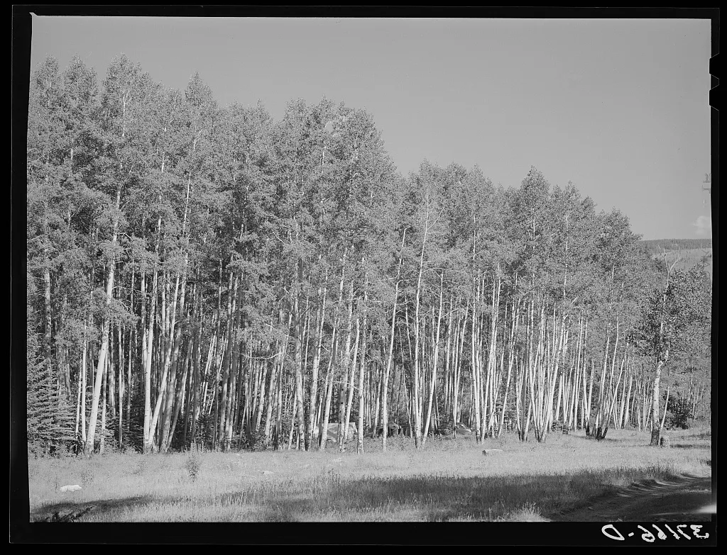Grove of aspens in Santa Barbara Canyon in Carson National Forest,…, New Mexico, 1940