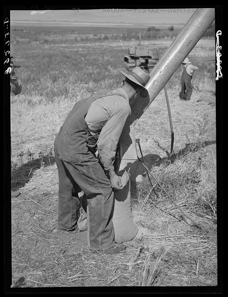 Sacking barley on Mormon farm. Box Elder County, Utah, 1940