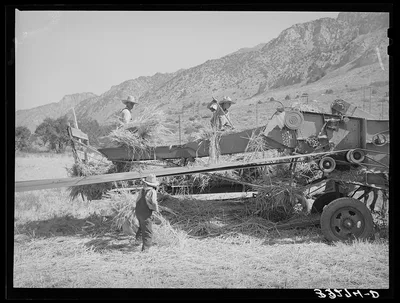 Threshing barley on Mormon farm. Box Elder County, Utah, 1940