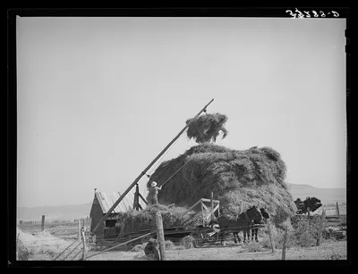 Putting up hay with Mormon hay stacker. Box Elder County, Utah, 1940